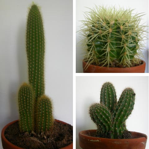 23sec-cactus.jpg