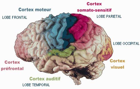 SCHEMA : Lobes cérébraux