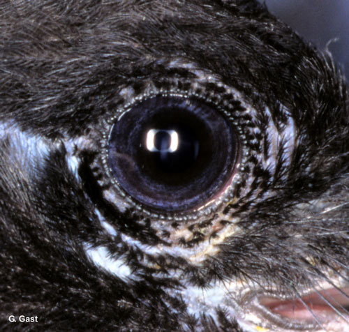 Magpie eye © Gaston Gast - All rights reserved.