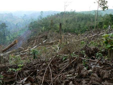 Une victoire en Indonésie contre la déforestation