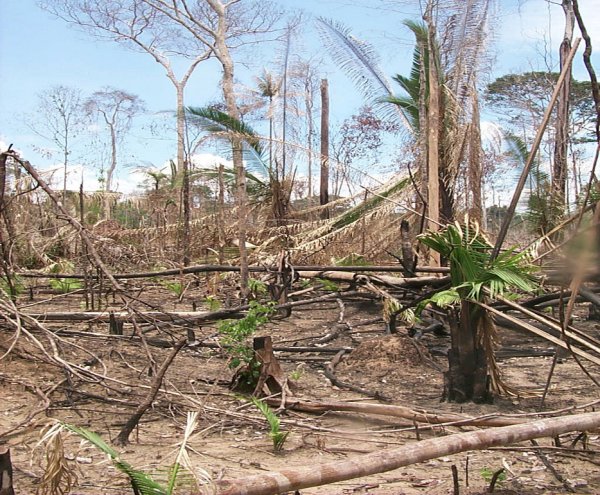 http://www.futura-sciences.com/uploads/tx_oxcsfutura/deforestation_amazonie.jpg