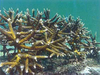 Marée noire: des dommages aux coraux découverts