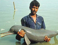 Le Dauphin du Gange dans DAUPHIN riverdolphin