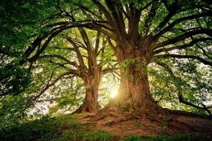 bristlecone kiefern der alteste baum 300x200 - Was ist der älteste Baum der Welt?