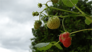 erdbeerpflanze 1 300x169 - Wie und wann pflanzt man eine Erdbeerpflanze?