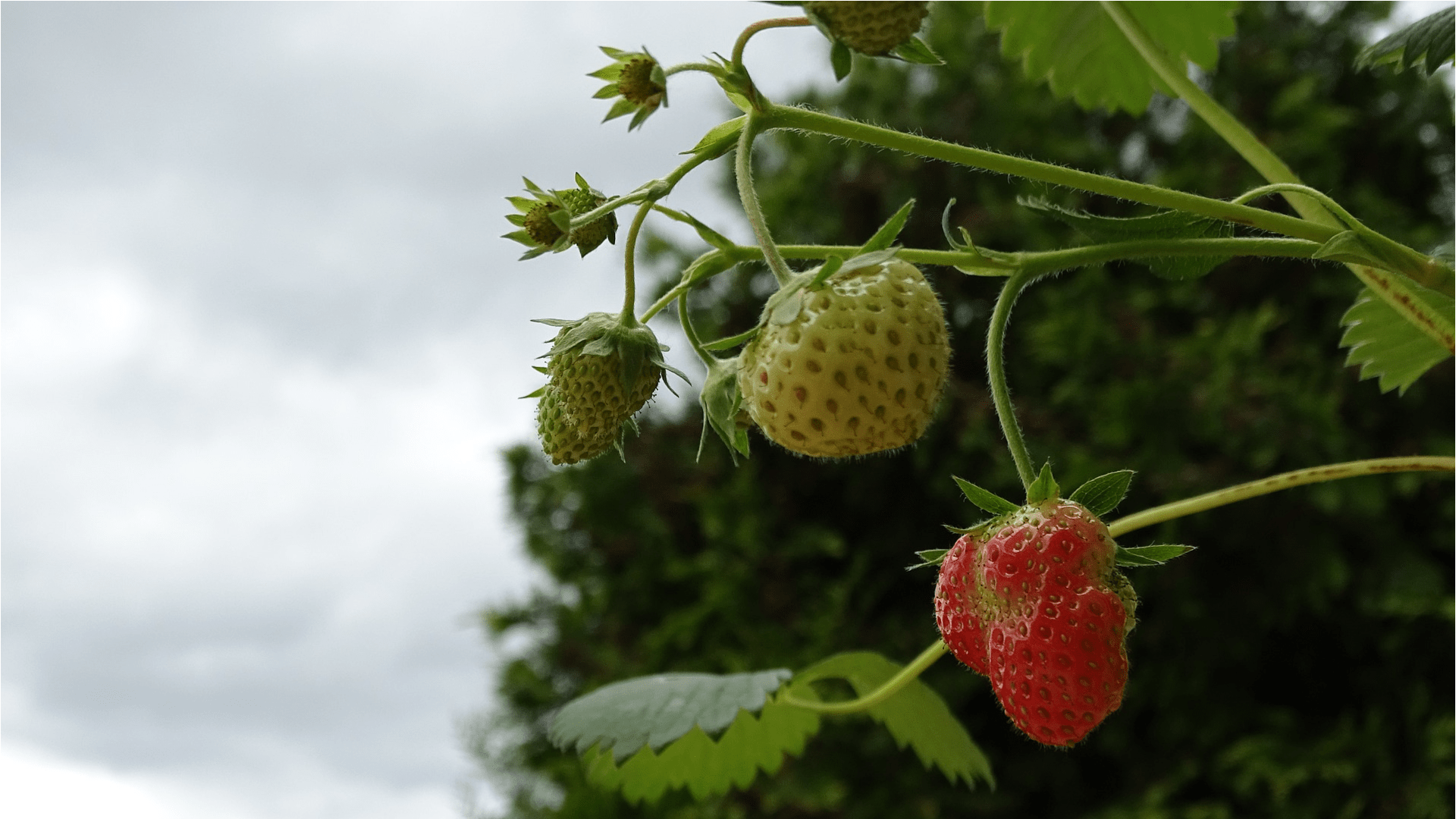 Erdbeerpflanze pflanzen - gute Tipps