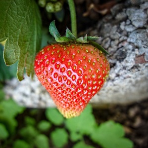 erdbeerpflanze pflege - Wie und wann pflanzt man eine Erdbeerpflanze?