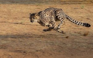 gepard schnellsten tiere der welt 300x190 - Was sind die schnellsten Tiere der Welt?