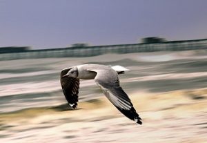 vogel schnellsten tiere der welt 300x207 - Was sind die schnellsten Tiere der Welt?