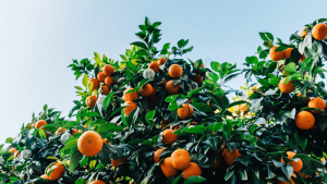 Clementine oder Mandarine: Der Unterschied