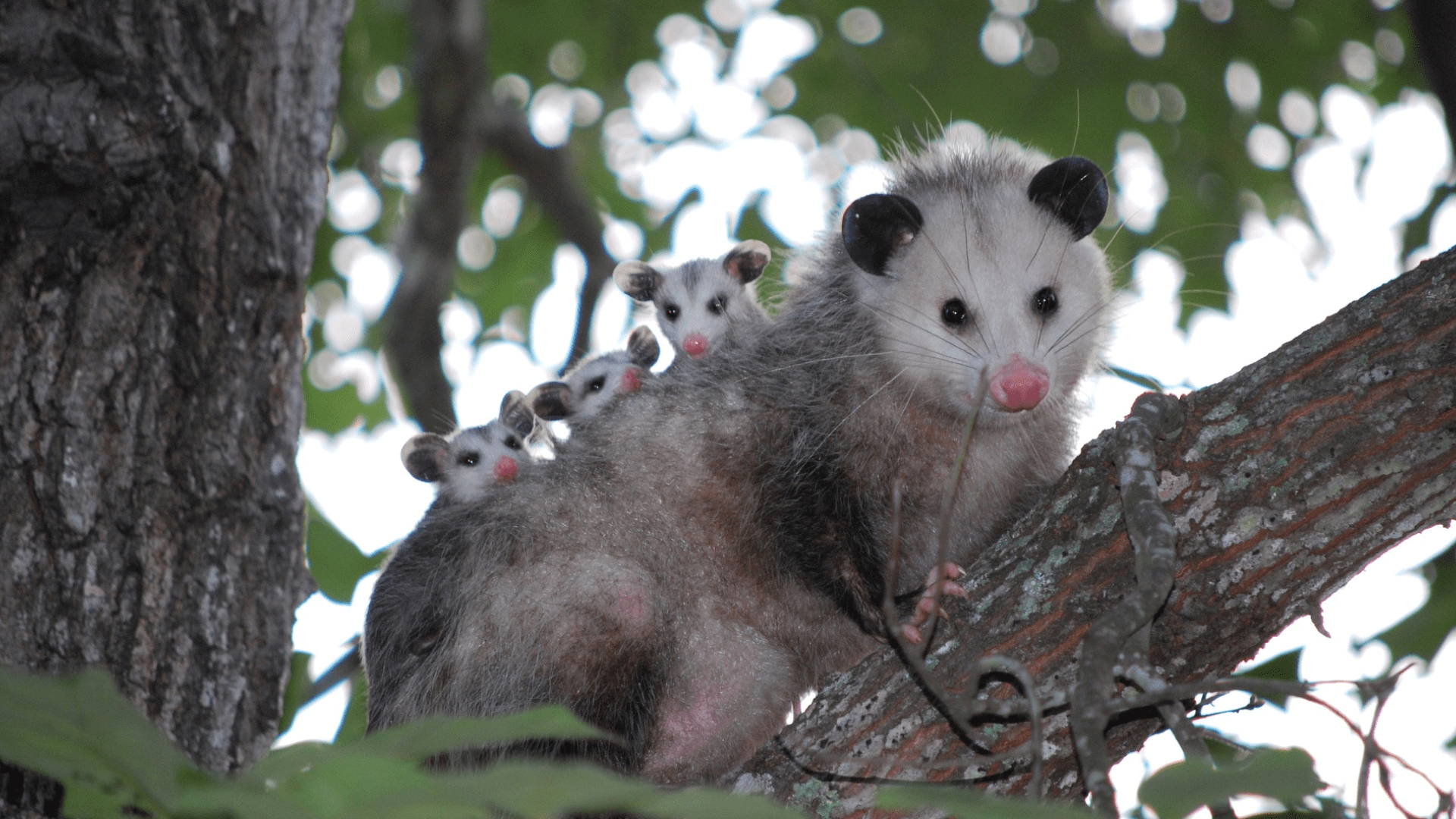 Lebensraum und Lebensweise des Opossums