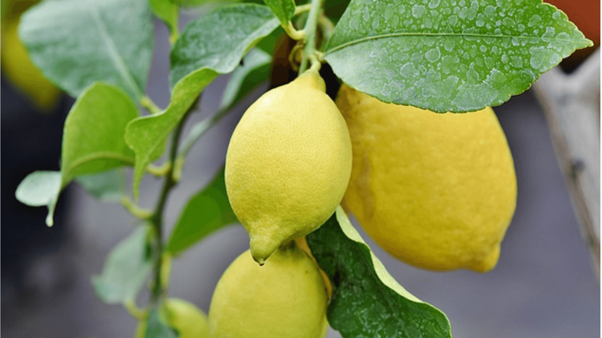 Wie züchtet man einen Zitronenbaum im Topf? Wichitge Tipps