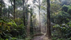 amazonas regenwald co2 300x169 - Brasiliens Amazonas-Regenwald emittiert immer mehr CO2