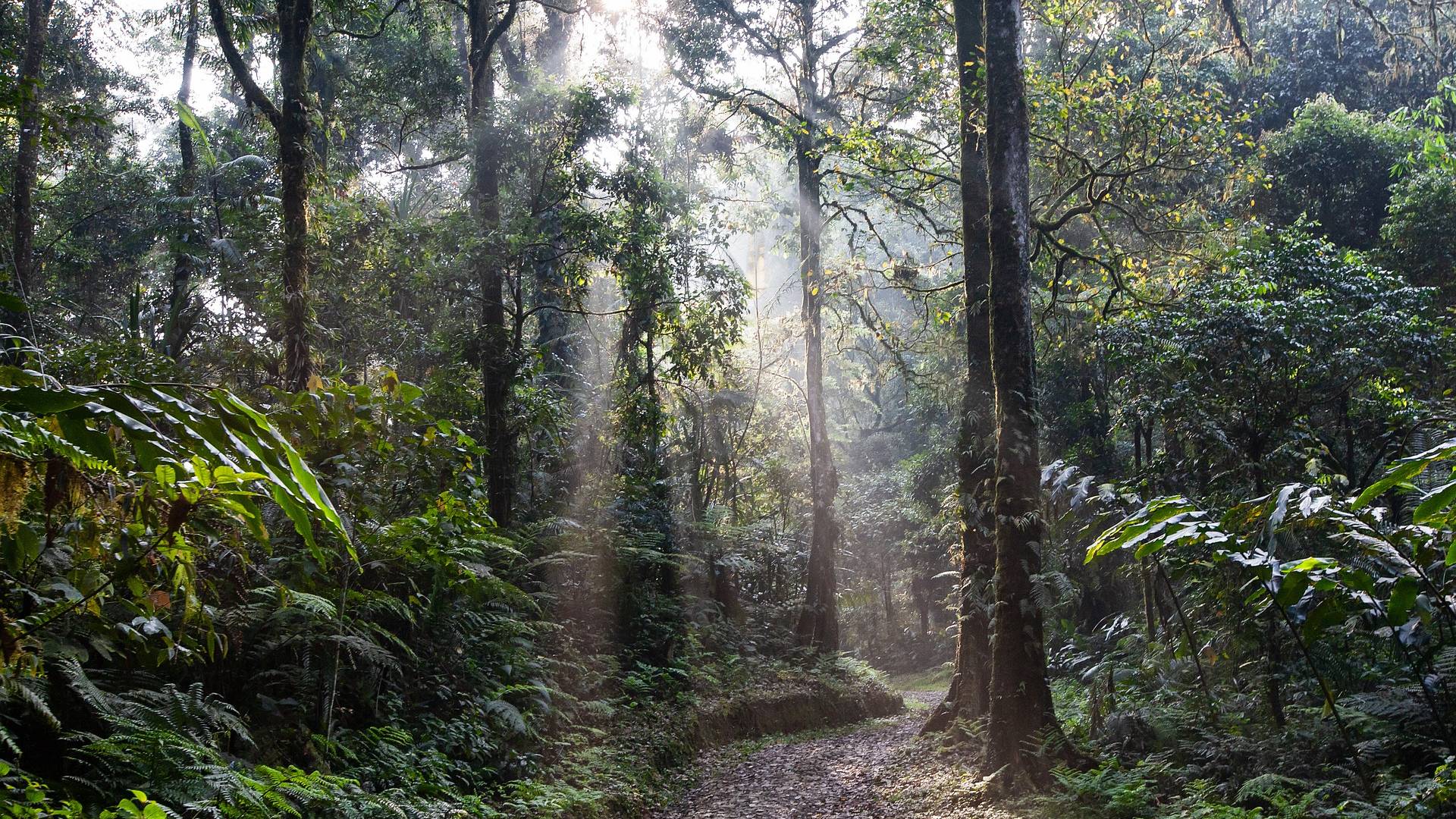 Brasiliens Amazonas-Regenwald emittiert immer mehr CO2