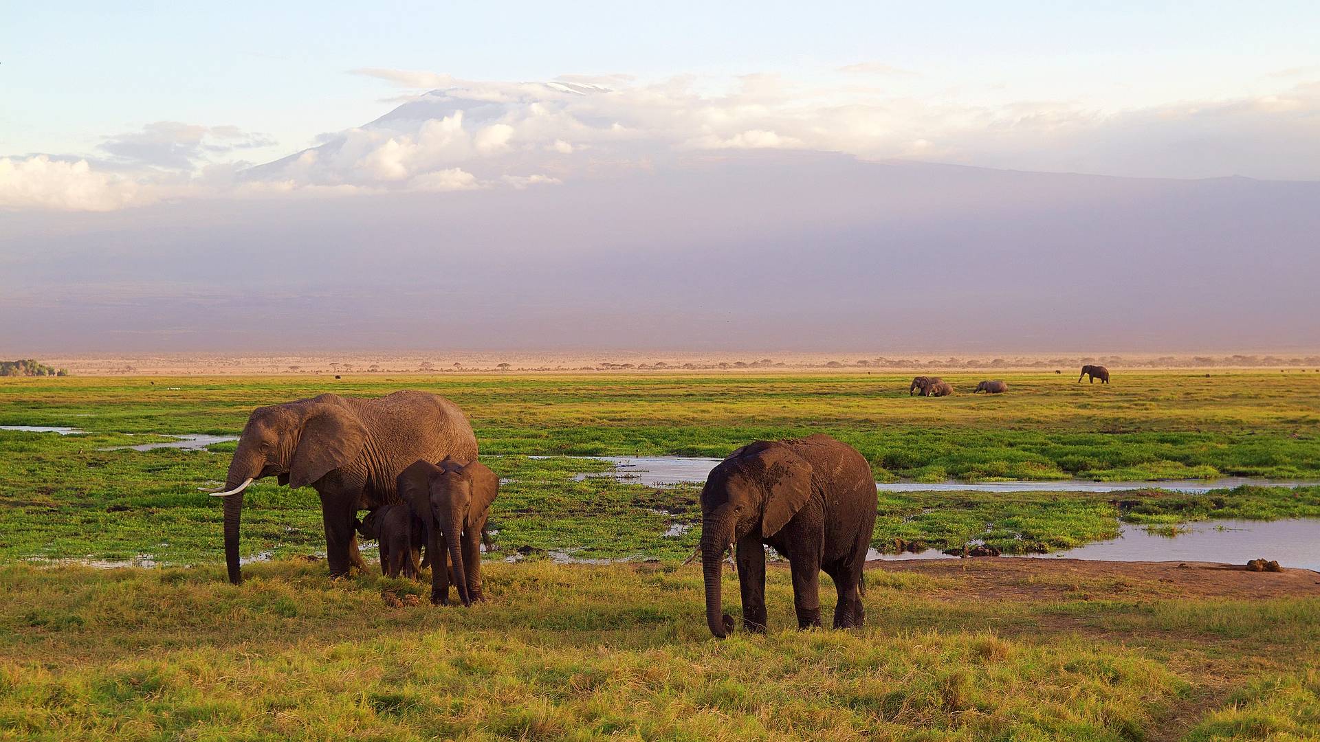 In Botswana sterben Elefanten ohne erkennbaren Grund
