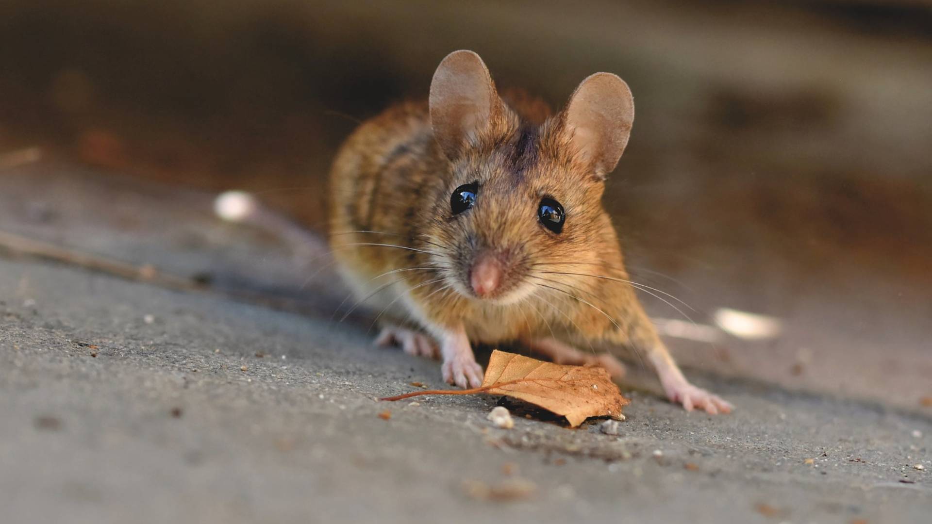 Mäuse zeigen, dass Evolution vorhersehbar ist