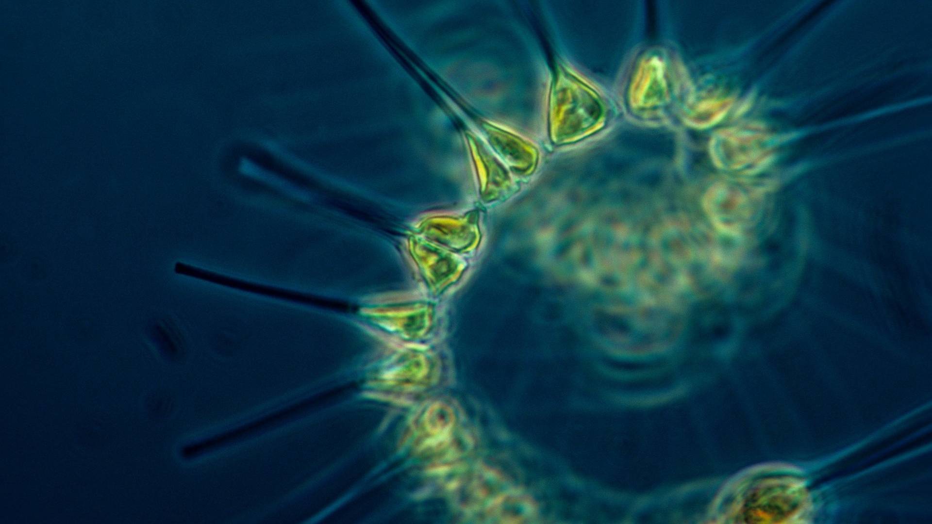 Ein Plankton könnte Epidemien verhindern