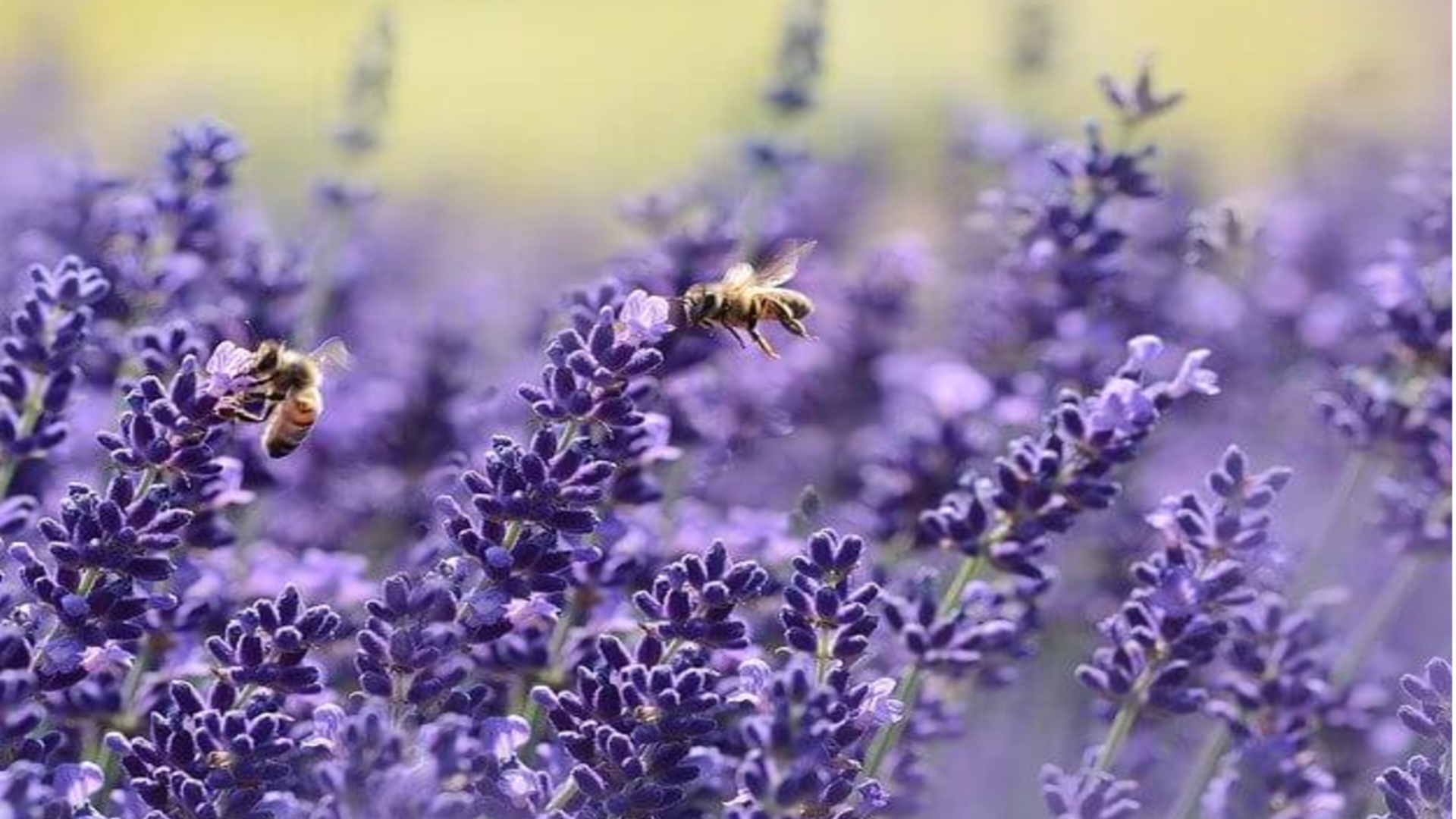 Bienen sammeln neben Pollen auch Mikroplastik