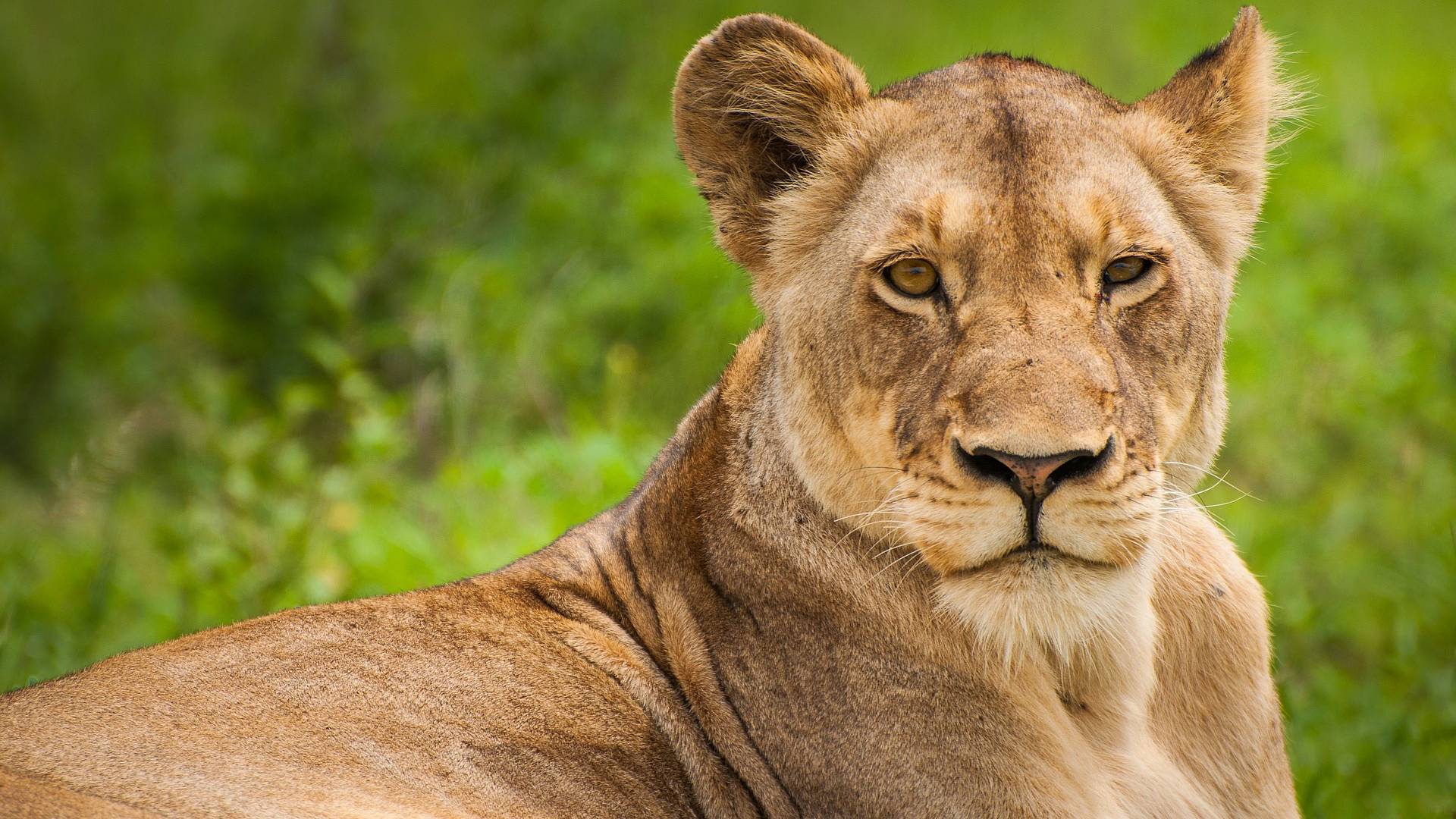 Südafrika beendet Zucht von gefangenen Löwen