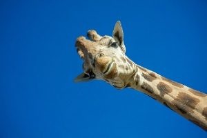 giraffe in afrika 300x200 - Die neuen Big Five - Fotografer iniziert neues Ranking