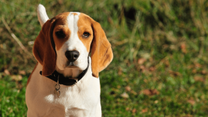 haben hunde eine nase fur krebs 300x169 - Hunde können den Geruch von Tumoren mit 97 % Zuverlässigkeit erkennen