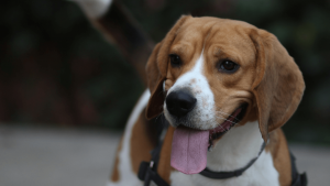 krebsschnuffelhunde konnen den geruch von tumoren 300x169 - Hunde können den Geruch von Tumoren mit 97 % Zuverlässigkeit erkennen