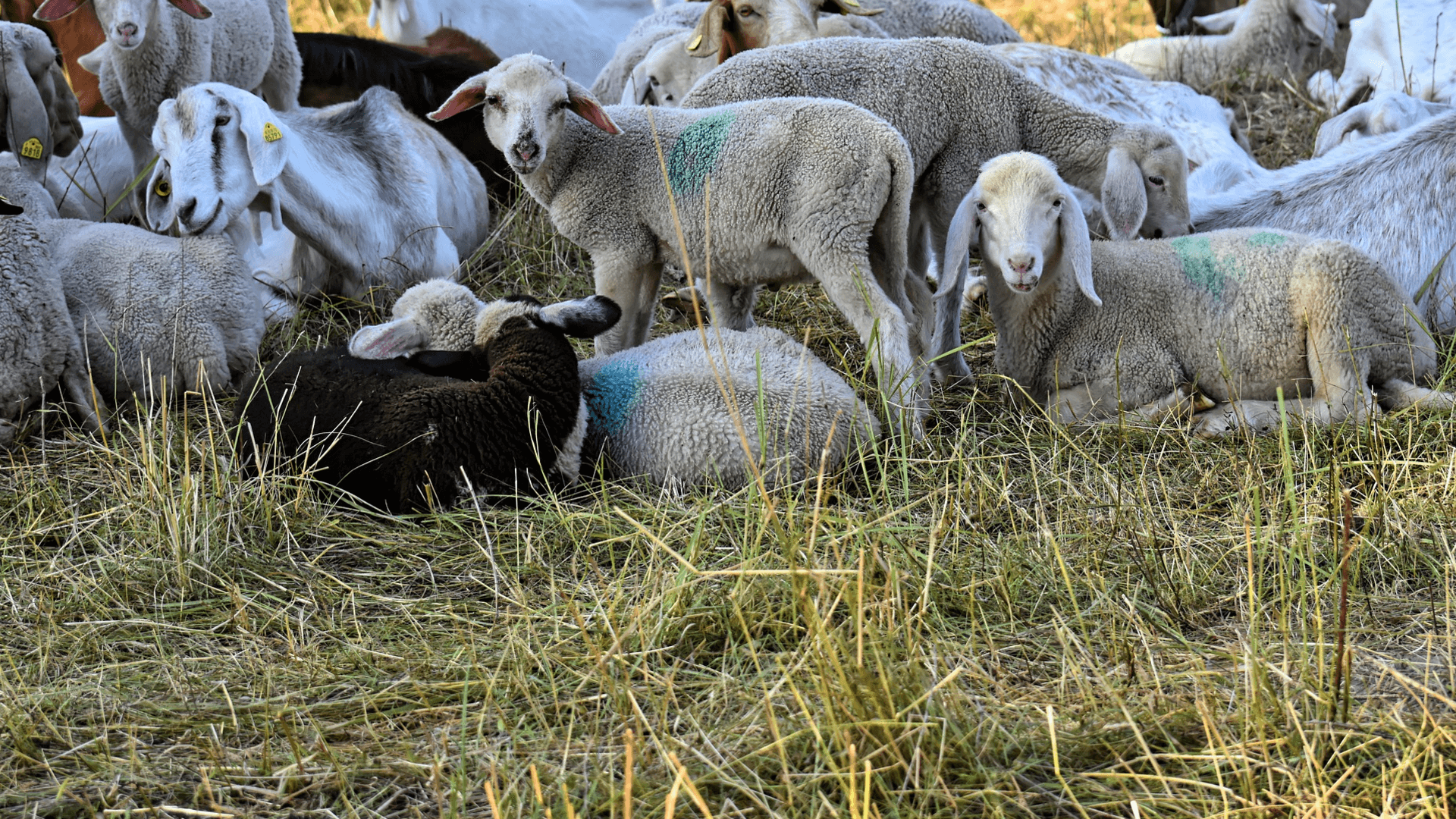Ziegen und Schafe - Was sind die Unterschiede