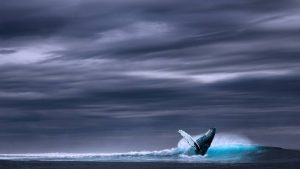 TIERE - Ist der Blauwal in seiner Länge wirklich unübertroffen?