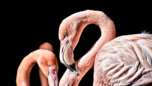 definition von flamingos 300x169 - Warum sind Flamingos rosa?