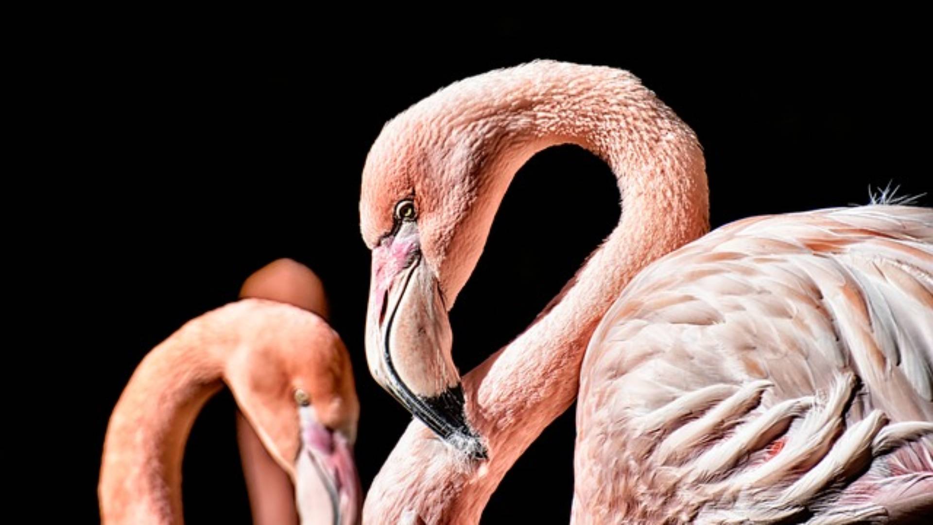 Warum sind Flamingos rosa?