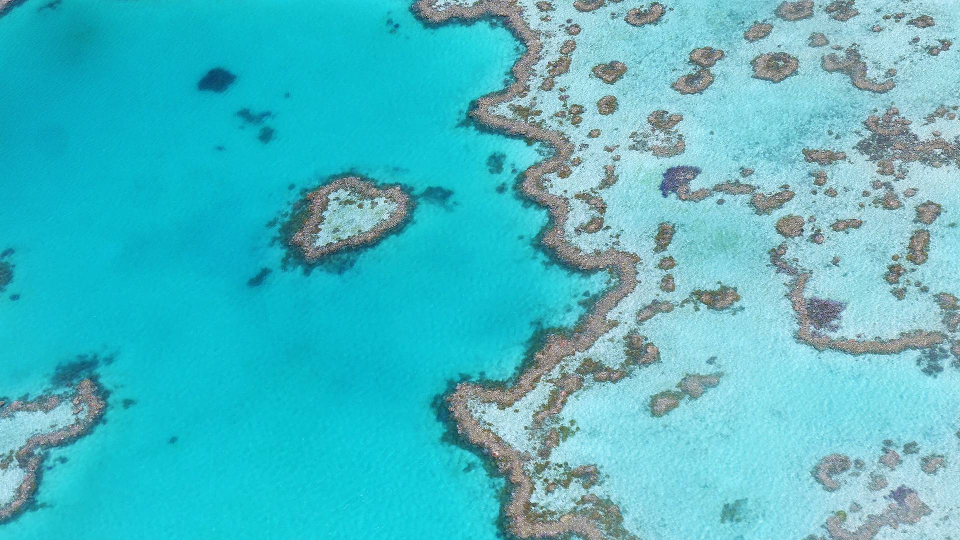Australien Technologie rettet das Great Barrier Reef