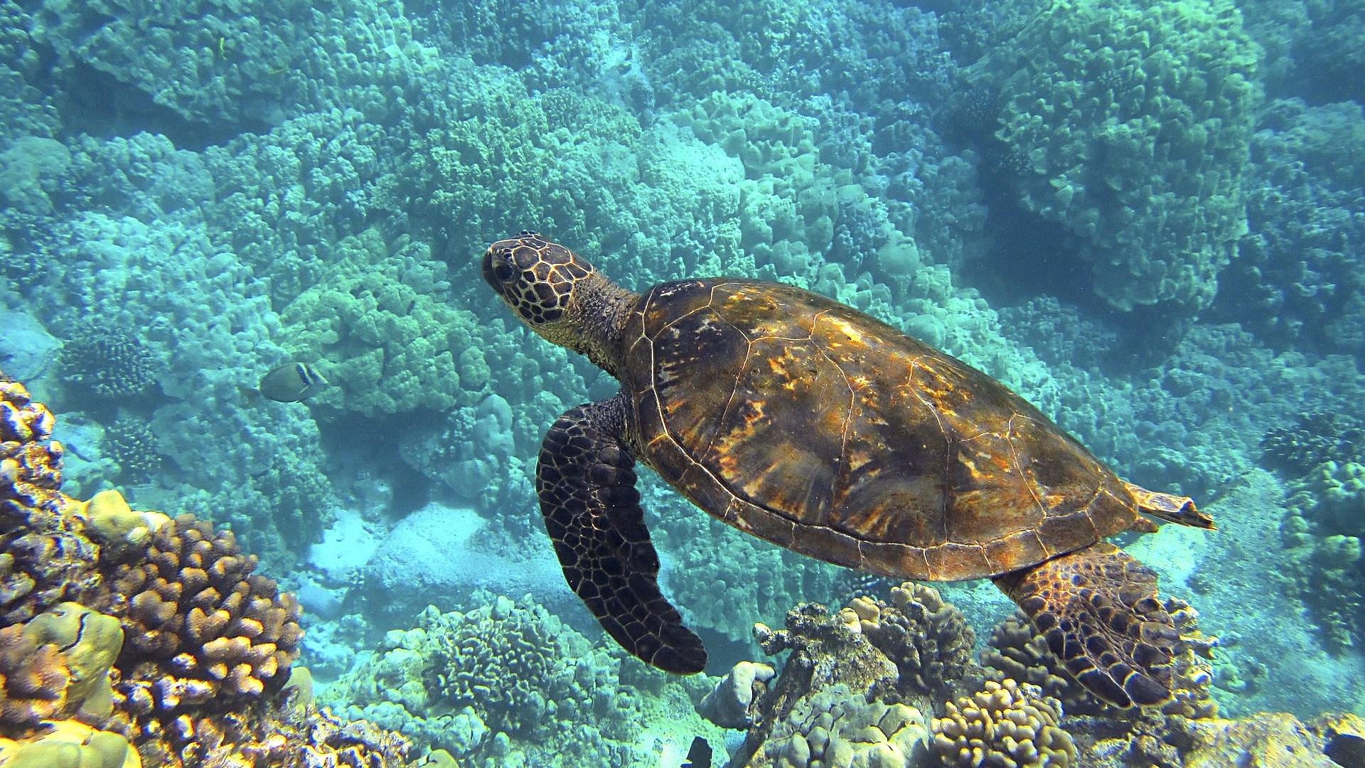 Meeresschildkröten befinden sich wegen Plastik in Evolutionsfalle