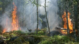 weltweiten waldbrande dauern 300x169 - Die weltweiten Waldbrände werden zehn Jahre dauern