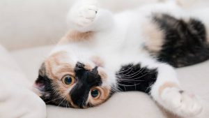 warum katzen gestreift 300x169 - Warum sind Katzen gestreift?