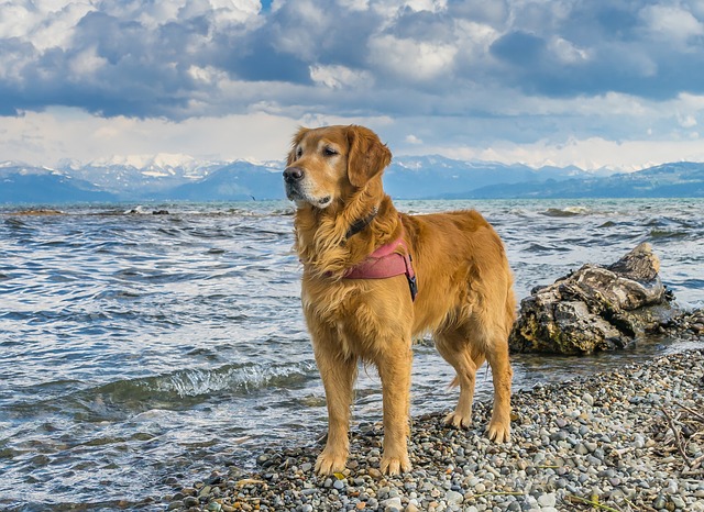 golden retriever wie intelligent - Die Top 10 der intelligentesten Hunderassen
