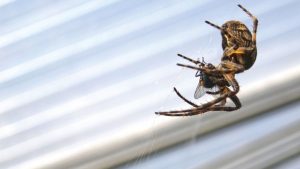 Hausspinnen: Warum sollte man sie nicht töten?