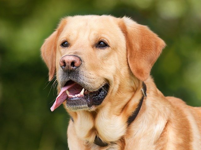 labrador retriever wie intelligent - Die Top 10 der intelligentesten Hunderassen