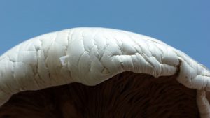 grosste essbare pilz der welt 300x169 - Welches ist der größte essbare Pilz der Welt?