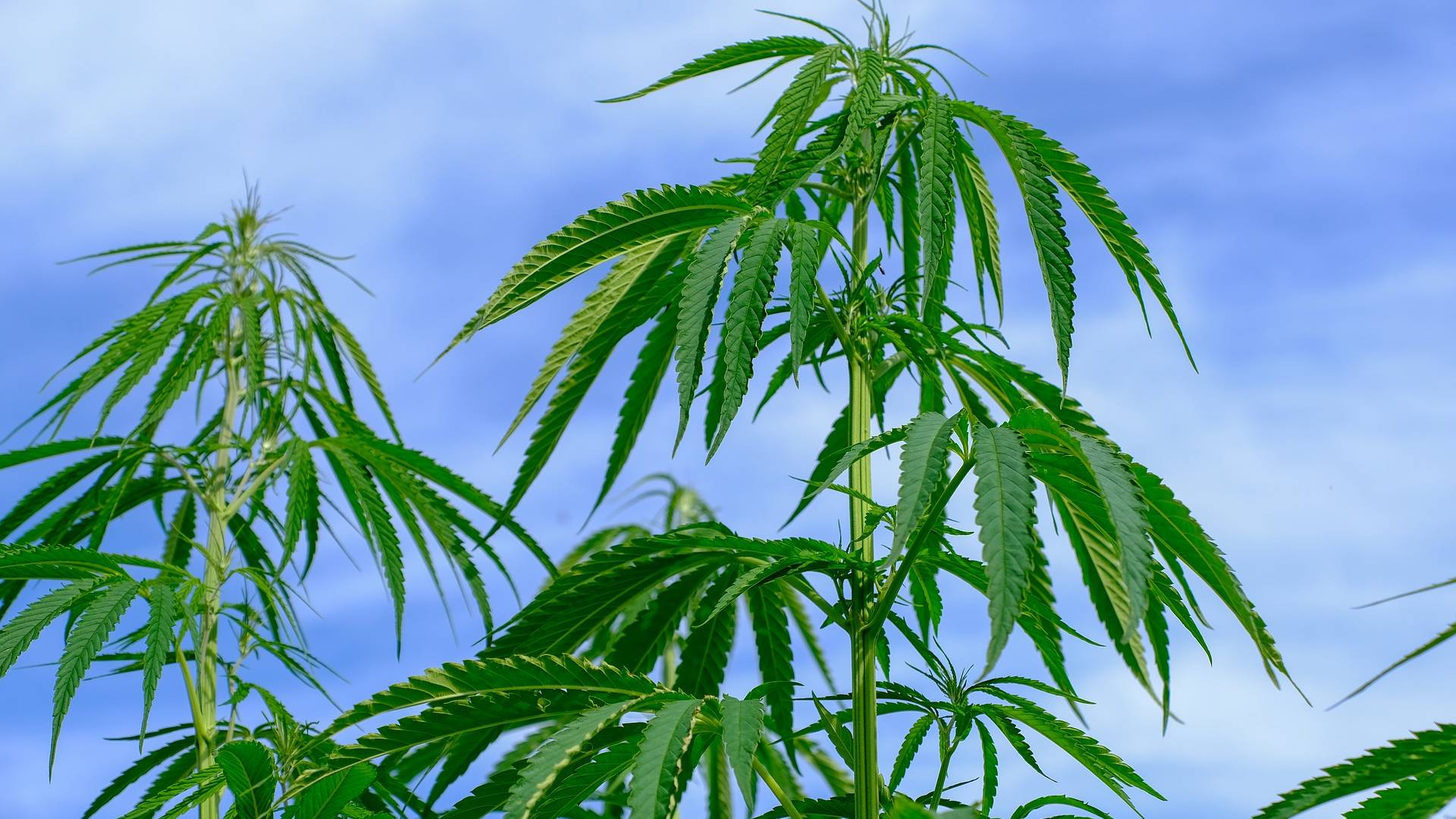 Zwei Cannabisverbindungen wirksam gegen Covid-19?