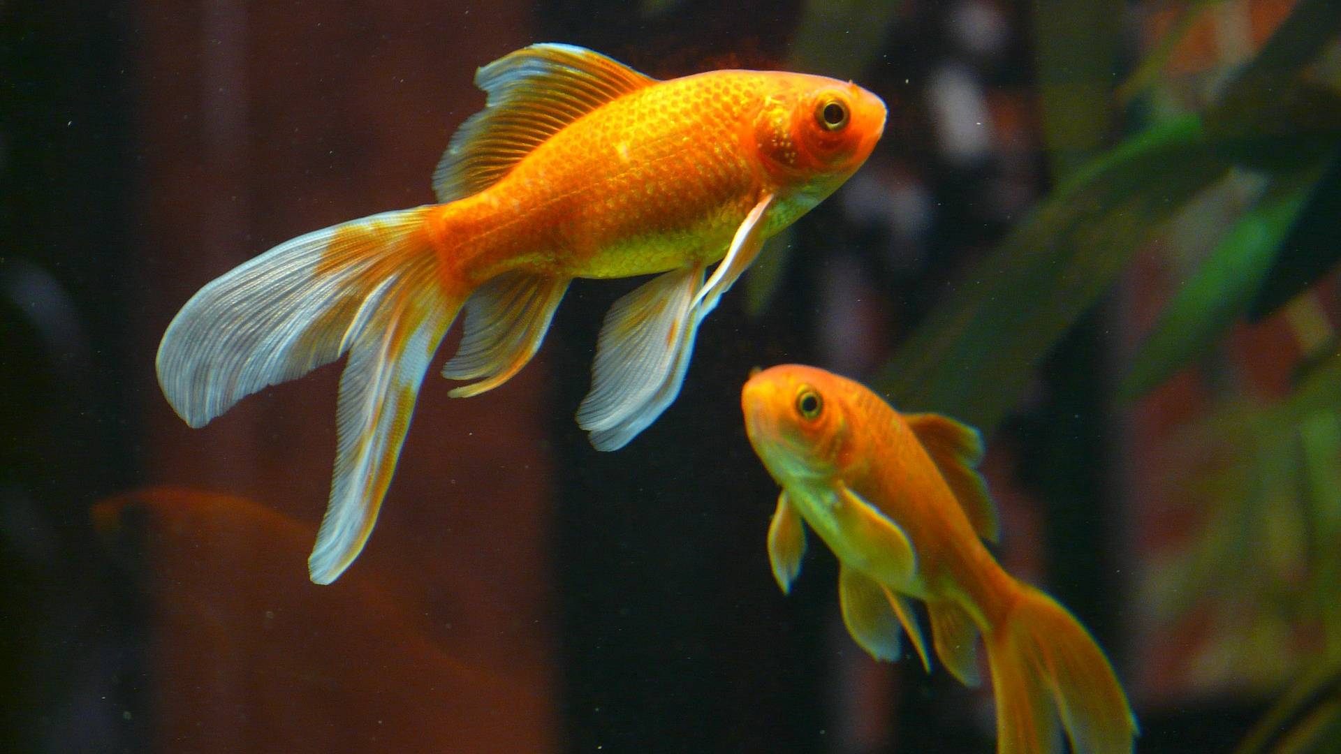 Wissenschaftler trainieren Goldfische zum Autofahren