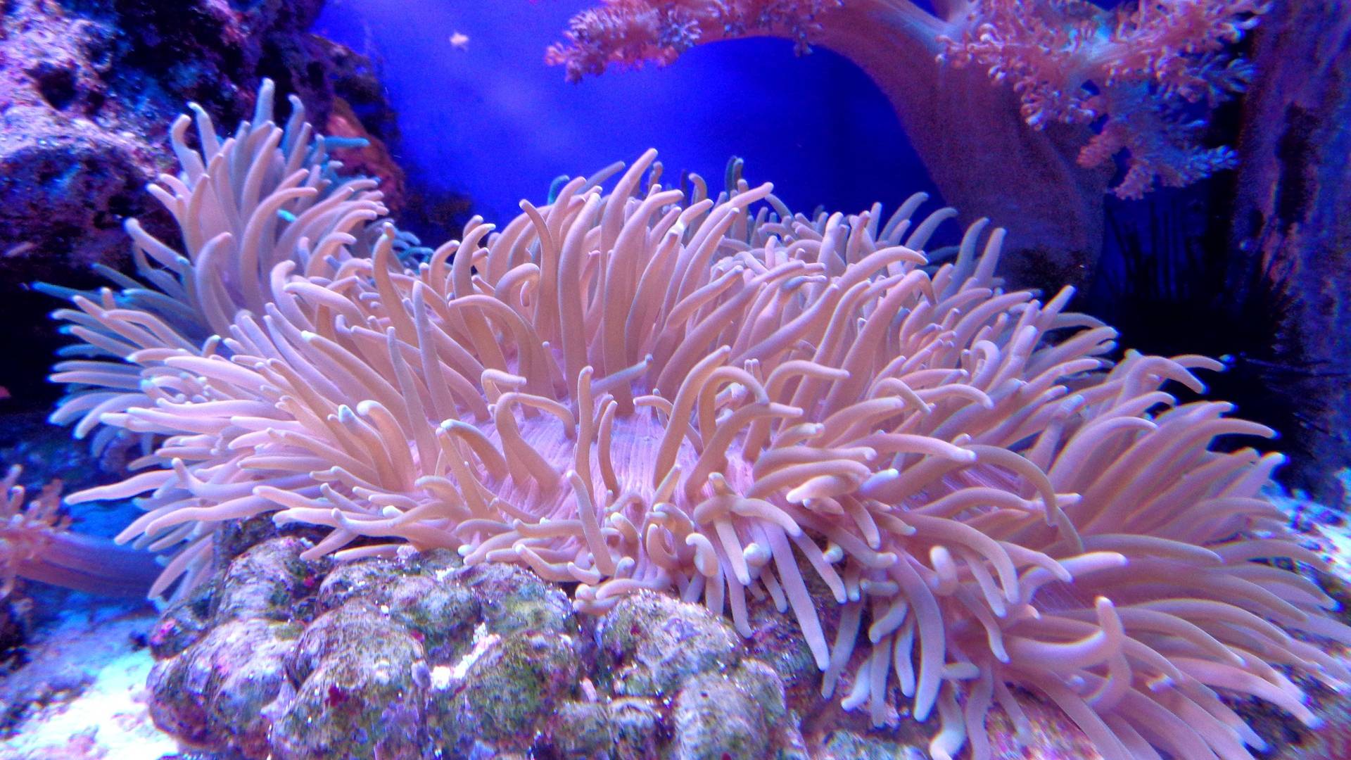 Hitzewellen vernichten die Korallen im Mittelmeer