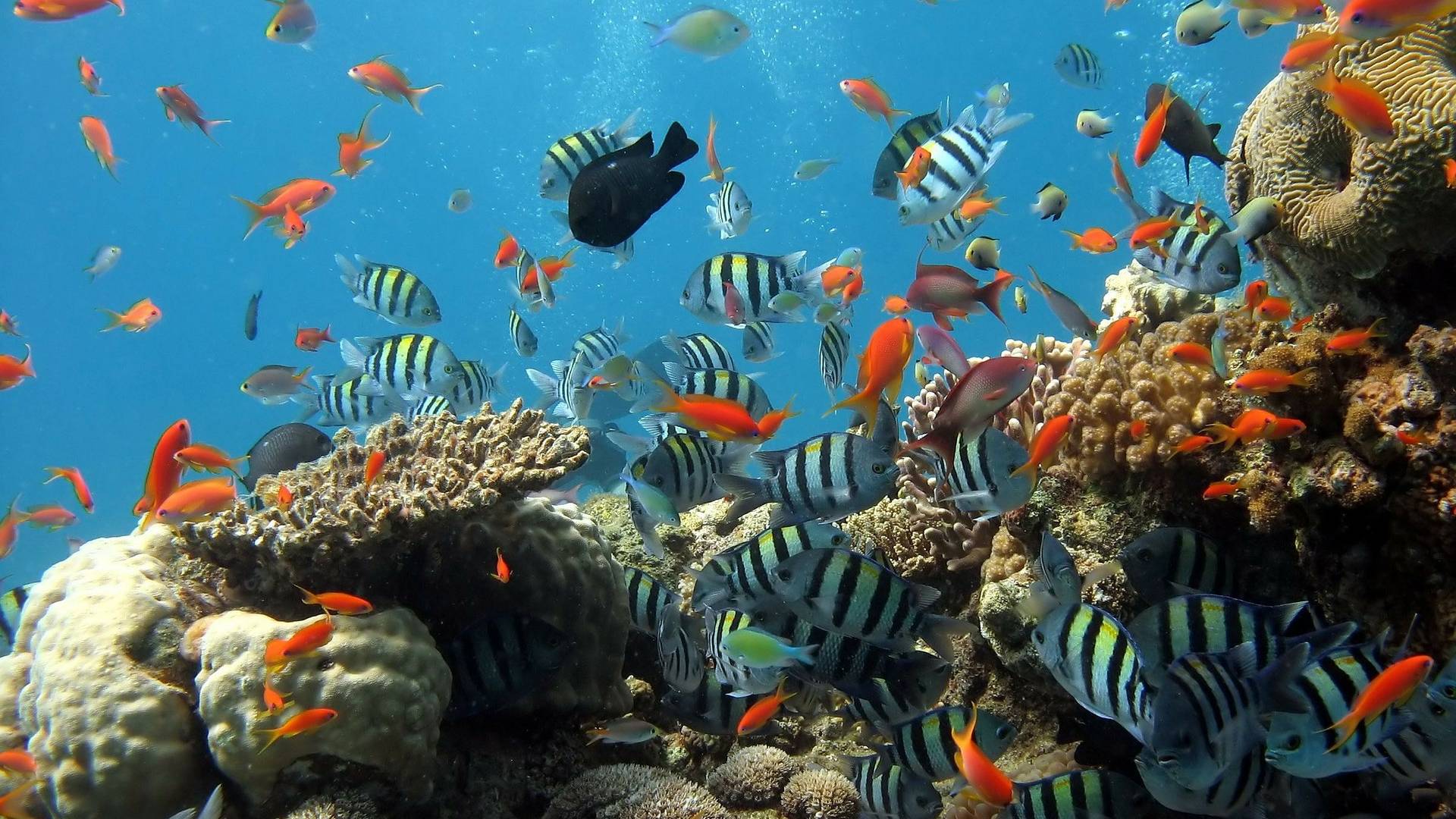Korallenriffe werden globale Erwärmung nicht überleben