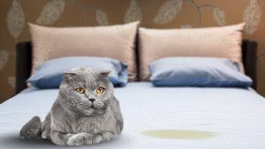 Wie kann man eigentlich Katzenurin von einer Matratze entfernen?