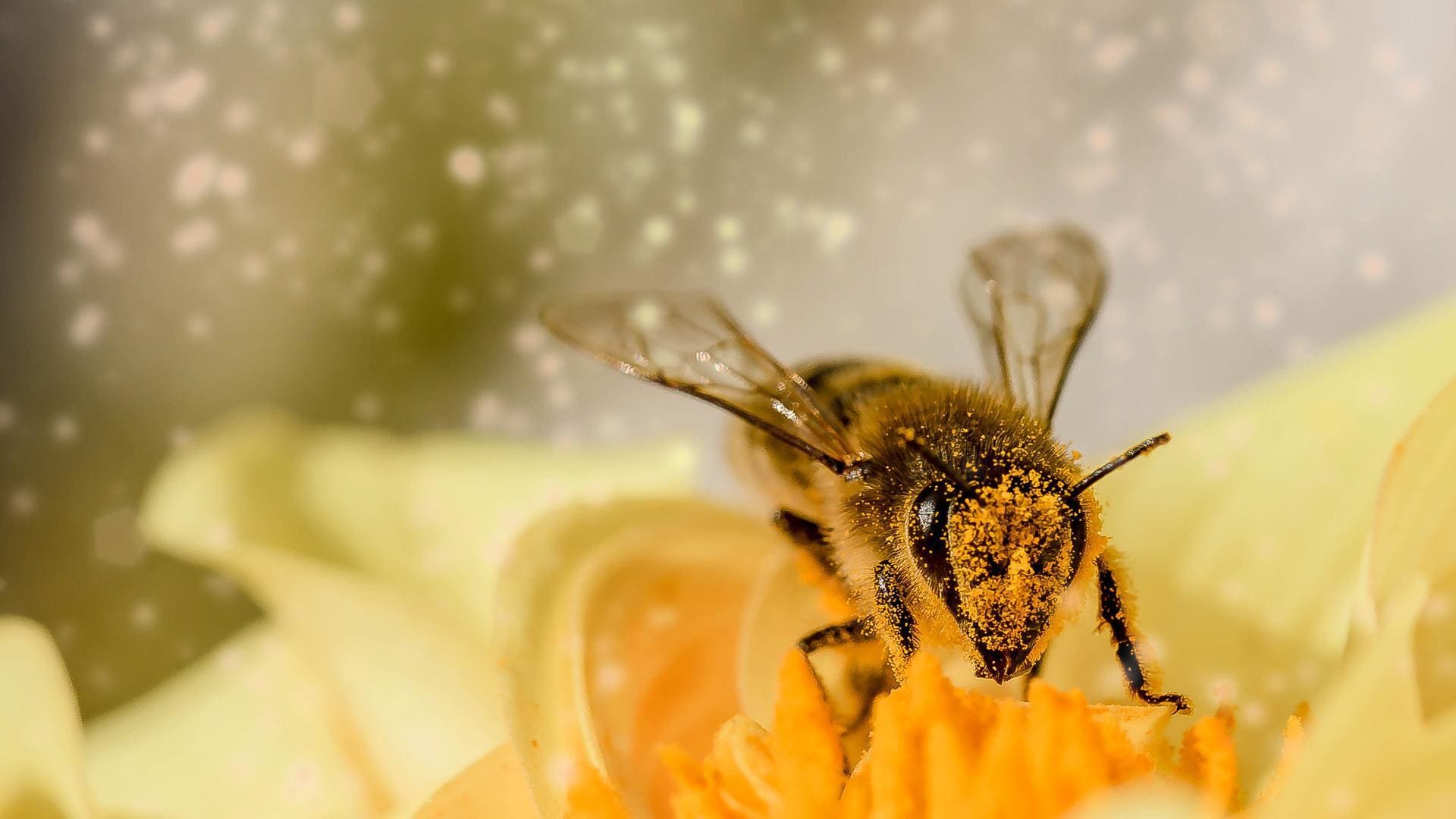 Nur weibliche Bienen stechen
