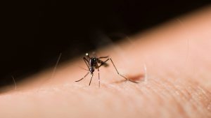 genetisch moskitos experiment florida 300x169 - Genetisch veränderte Moskitos: Neues Experiment in Florida