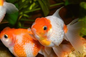 goldfishe reinigung 300x199 - 8 Fehler, die Sie bei der Pflege von Goldfischen vermeiden sollten