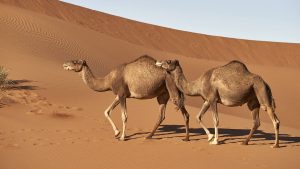 kamel 300x169 - Warum hat das Kamel zwei Höcker und das Dromedar einen?