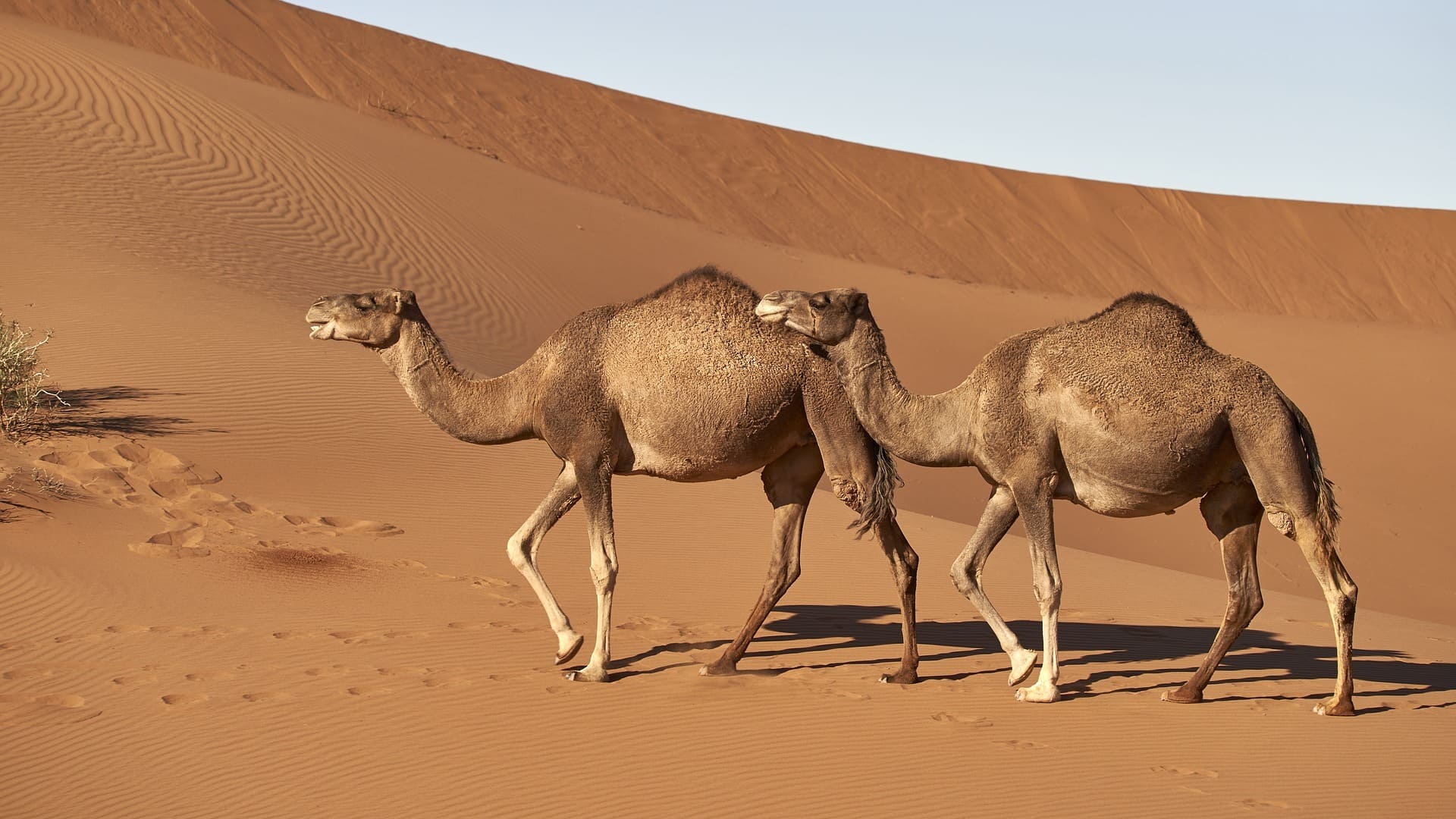 Kamel: zwei Silben, zwei Höcker
