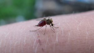 Mücken werden auch durch Farben zu Menschen hingezogen