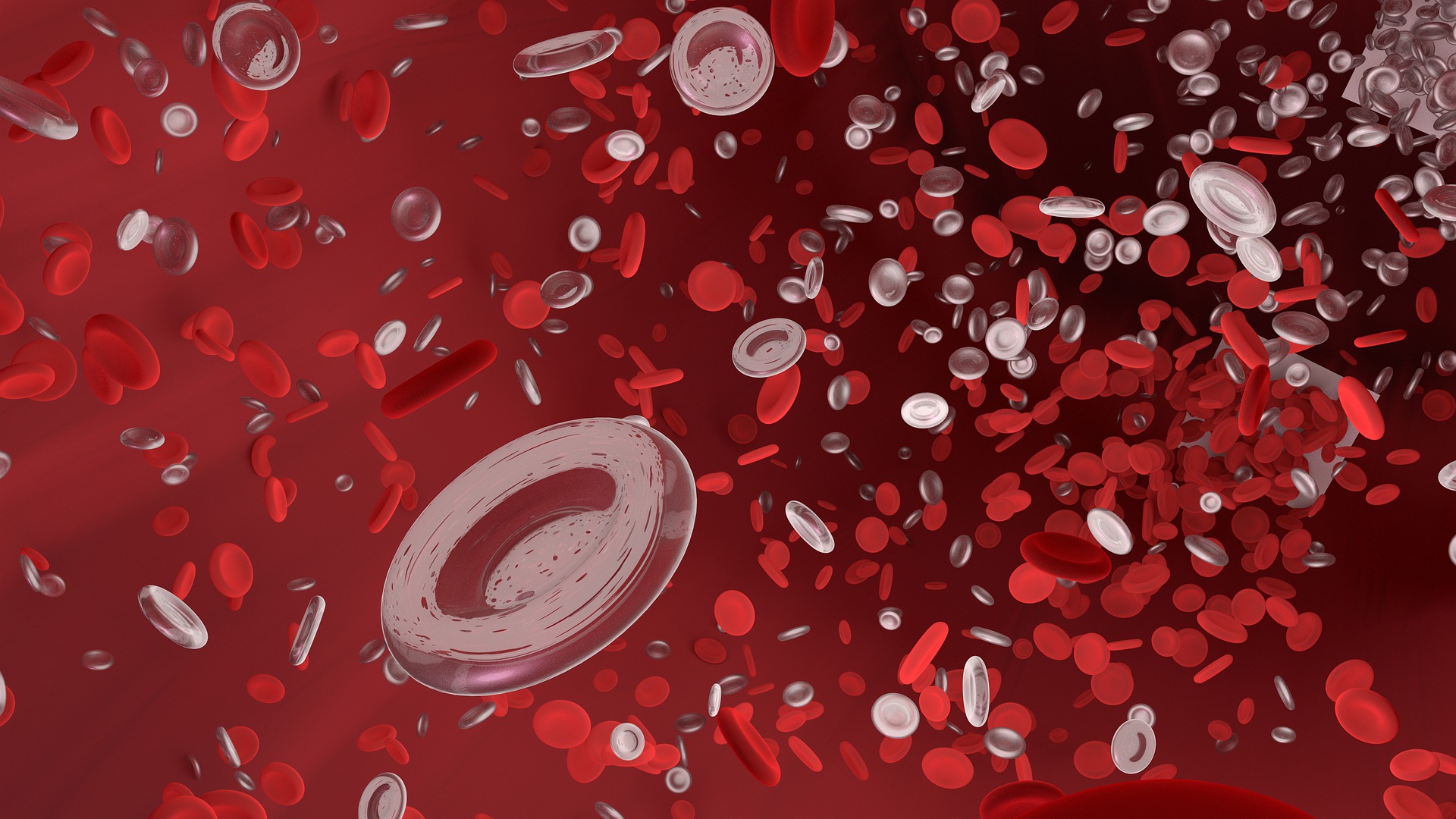 Aufbau des roten Blutkörperchens